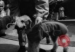 Image of dog parade Seattle Washington USA, 1956, second 23 stock footage video 65675047749