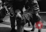 Image of dog parade Seattle Washington USA, 1956, second 26 stock footage video 65675047749
