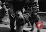 Image of dog parade Seattle Washington USA, 1956, second 27 stock footage video 65675047749