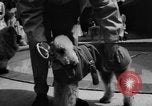 Image of dog parade Seattle Washington USA, 1956, second 28 stock footage video 65675047749