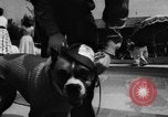 Image of dog parade Seattle Washington USA, 1956, second 29 stock footage video 65675047749