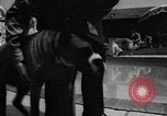 Image of dog parade Seattle Washington USA, 1956, second 31 stock footage video 65675047749