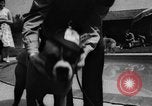 Image of dog parade Seattle Washington USA, 1956, second 32 stock footage video 65675047749