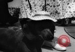 Image of dog parade Seattle Washington USA, 1956, second 46 stock footage video 65675047749
