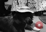 Image of dog parade Seattle Washington USA, 1956, second 47 stock footage video 65675047749