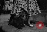 Image of dog parade Seattle Washington USA, 1956, second 48 stock footage video 65675047749
