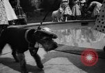 Image of dog parade Seattle Washington USA, 1956, second 56 stock footage video 65675047749