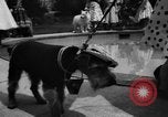 Image of dog parade Seattle Washington USA, 1956, second 57 stock footage video 65675047749