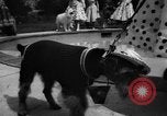 Image of dog parade Seattle Washington USA, 1956, second 58 stock footage video 65675047749