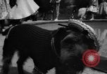 Image of dog parade Seattle Washington USA, 1956, second 61 stock footage video 65675047749