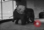 Image of baby elephants perform tricks at St Louis zoo Saint Louis Missouri USA, 1956, second 6 stock footage video 65675047750