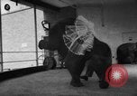 Image of baby elephants perform tricks at St Louis zoo Saint Louis Missouri USA, 1956, second 7 stock footage video 65675047750