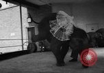 Image of baby elephants perform tricks at St Louis zoo Saint Louis Missouri USA, 1956, second 8 stock footage video 65675047750