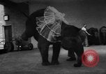 Image of baby elephants perform tricks at St Louis zoo Saint Louis Missouri USA, 1956, second 10 stock footage video 65675047750