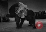 Image of baby elephants perform tricks at St Louis zoo Saint Louis Missouri USA, 1956, second 11 stock footage video 65675047750