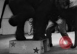 Image of baby elephants perform tricks at St Louis zoo Saint Louis Missouri USA, 1956, second 15 stock footage video 65675047750