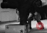 Image of baby elephants perform tricks at St Louis zoo Saint Louis Missouri USA, 1956, second 16 stock footage video 65675047750