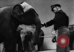 Image of baby elephants perform tricks at St Louis zoo Saint Louis Missouri USA, 1956, second 17 stock footage video 65675047750