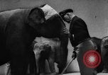 Image of baby elephants perform tricks at St Louis zoo Saint Louis Missouri USA, 1956, second 18 stock footage video 65675047750