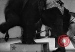 Image of baby elephants perform tricks at St Louis zoo Saint Louis Missouri USA, 1956, second 19 stock footage video 65675047750