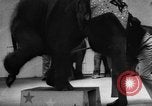 Image of baby elephants perform tricks at St Louis zoo Saint Louis Missouri USA, 1956, second 20 stock footage video 65675047750