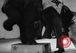 Image of baby elephants perform tricks at St Louis zoo Saint Louis Missouri USA, 1956, second 21 stock footage video 65675047750