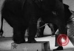 Image of baby elephants perform tricks at St Louis zoo Saint Louis Missouri USA, 1956, second 22 stock footage video 65675047750