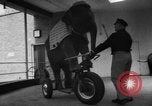 Image of baby elephants perform tricks at St Louis zoo Saint Louis Missouri USA, 1956, second 26 stock footage video 65675047750