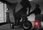 Image of baby elephants perform tricks at St Louis zoo Saint Louis Missouri USA, 1956, second 27 stock footage video 65675047750