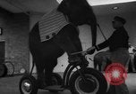 Image of baby elephants perform tricks at St Louis zoo Saint Louis Missouri USA, 1956, second 28 stock footage video 65675047750