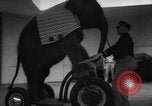 Image of baby elephants perform tricks at St Louis zoo Saint Louis Missouri USA, 1956, second 29 stock footage video 65675047750