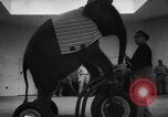 Image of baby elephants perform tricks at St Louis zoo Saint Louis Missouri USA, 1956, second 31 stock footage video 65675047750