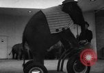 Image of baby elephants perform tricks at St Louis zoo Saint Louis Missouri USA, 1956, second 32 stock footage video 65675047750