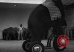 Image of baby elephants perform tricks at St Louis zoo Saint Louis Missouri USA, 1956, second 33 stock footage video 65675047750