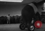 Image of baby elephants perform tricks at St Louis zoo Saint Louis Missouri USA, 1956, second 34 stock footage video 65675047750