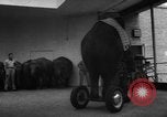 Image of baby elephants perform tricks at St Louis zoo Saint Louis Missouri USA, 1956, second 35 stock footage video 65675047750