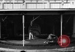 Image of baby elephants perform tricks at St Louis zoo Saint Louis Missouri USA, 1956, second 40 stock footage video 65675047750