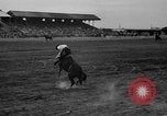 Image rodéo Cheyenne Wyoming United States USA, 1938, de la seconde 13 séquences d'archives historiques vidéo 65675047772