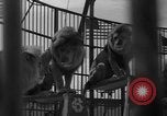 Image of animal tamer Clyde Beatty Atlantic City New Jersey USA, 1939, second 11 stock footage video 65675047782