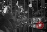 Image of animal tamer Clyde Beatty Atlantic City New Jersey USA, 1939, second 24 stock footage video 65675047782