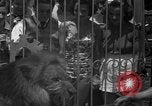 Image of animal tamer Clyde Beatty Atlantic City New Jersey USA, 1939, second 25 stock footage video 65675047782