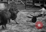 Image of animal tamer Clyde Beatty Atlantic City New Jersey USA, 1939, second 30 stock footage video 65675047782