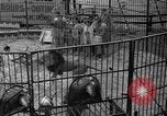 Image of animal tamer Clyde Beatty Atlantic City New Jersey USA, 1939, second 35 stock footage video 65675047782