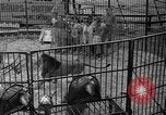 Image of animal tamer Clyde Beatty Atlantic City New Jersey USA, 1939, second 36 stock footage video 65675047782