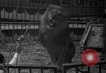Image of animal tamer Clyde Beatty Atlantic City New Jersey USA, 1939, second 44 stock footage video 65675047782