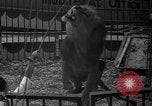 Image of animal tamer Clyde Beatty Atlantic City New Jersey USA, 1939, second 45 stock footage video 65675047782