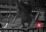 Image of animal tamer Clyde Beatty Atlantic City New Jersey USA, 1939, second 46 stock footage video 65675047782