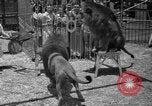 Image of animal tamer Clyde Beatty Atlantic City New Jersey USA, 1939, second 47 stock footage video 65675047782
