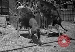 Image of animal tamer Clyde Beatty Atlantic City New Jersey USA, 1939, second 48 stock footage video 65675047782