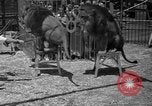 Image of animal tamer Clyde Beatty Atlantic City New Jersey USA, 1939, second 49 stock footage video 65675047782